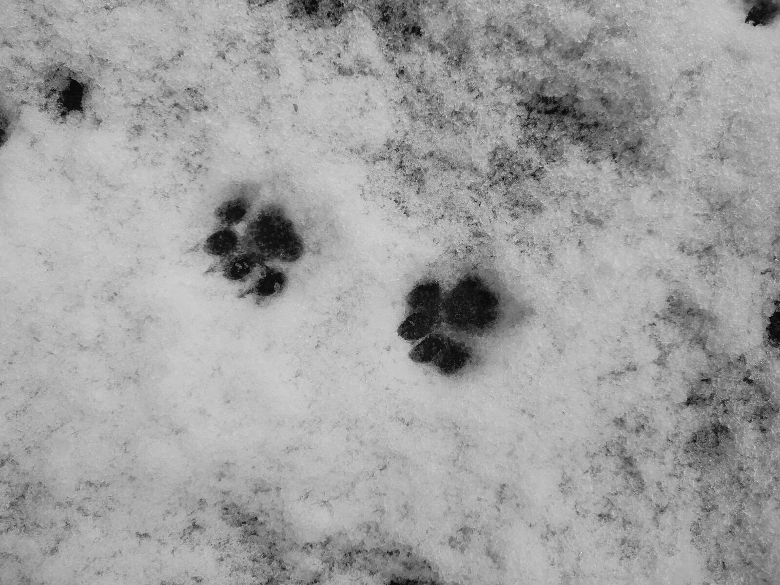 Pootafdrukken in sneeuw